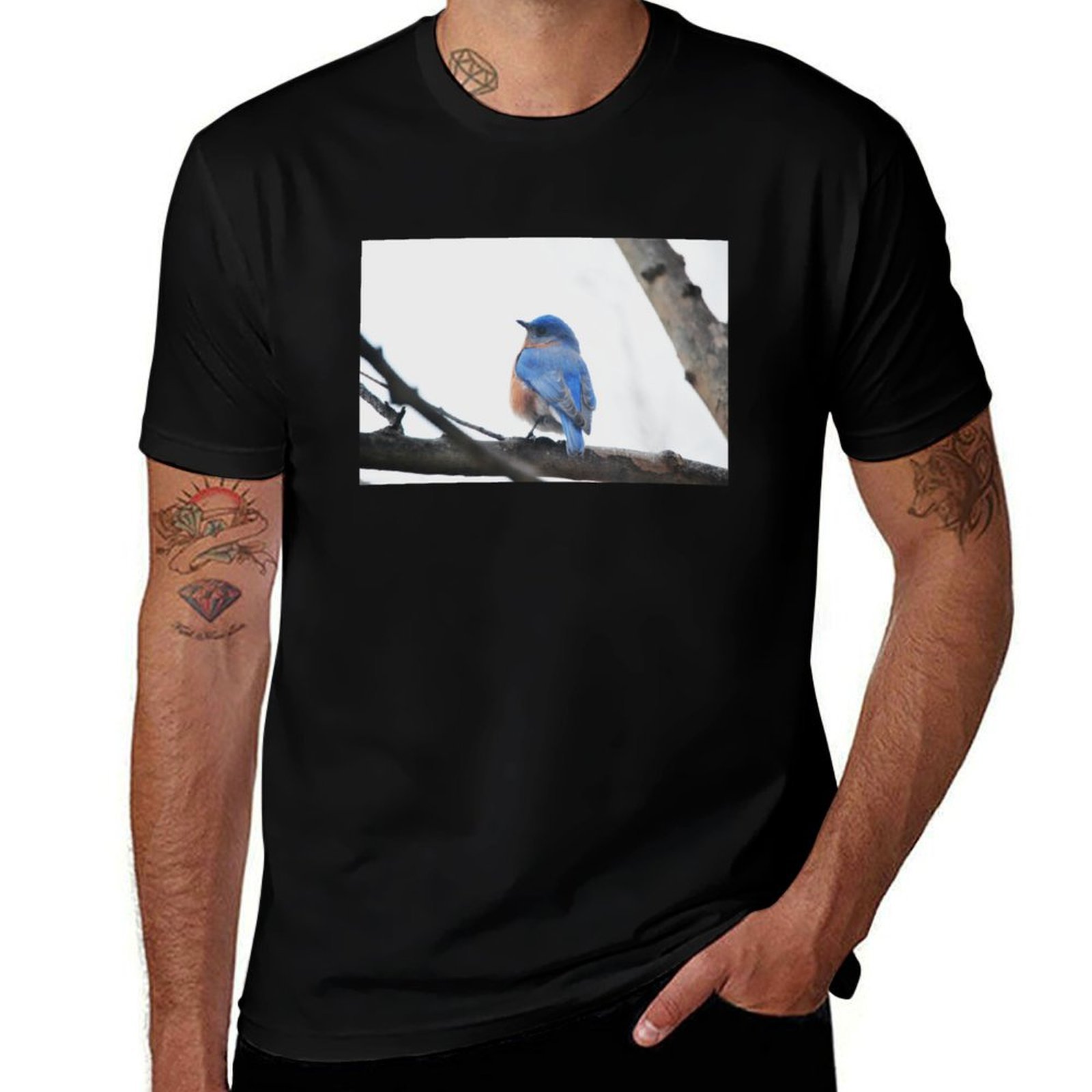 Mannelijke Eastern Bluebird T- - Photography Training recensie en prijs